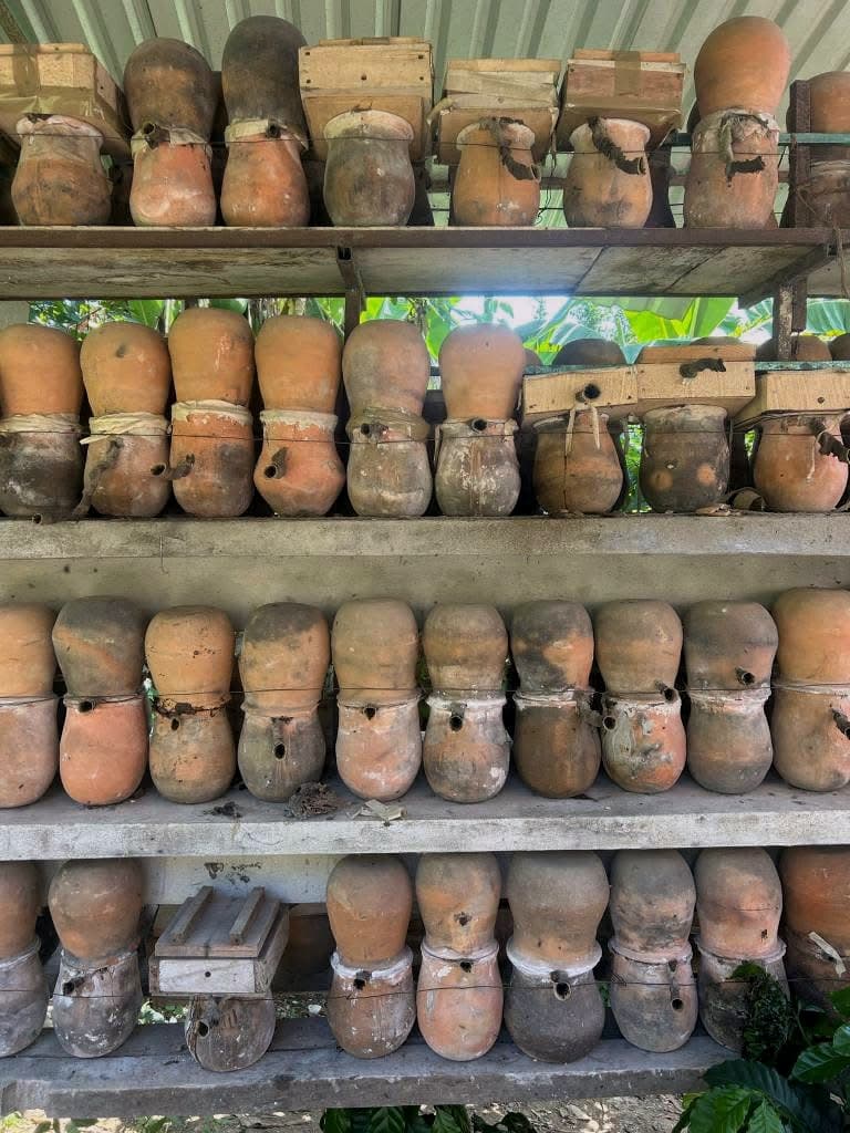 Colmena de abeja melipona Táxkat — Esencia Rural, Ayotzinapan